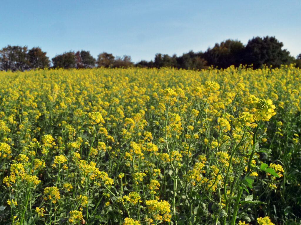 Champs de moutarde de l'entreprise Moutardes Sezo situé à Essé