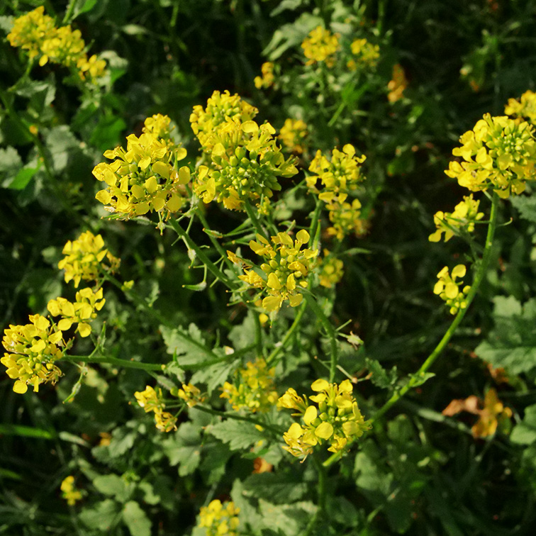 Fleur de moutarde provenant du champ de Moutardes Sezo, une entreprise qui cultive et transforme de la moutarde à Essé.