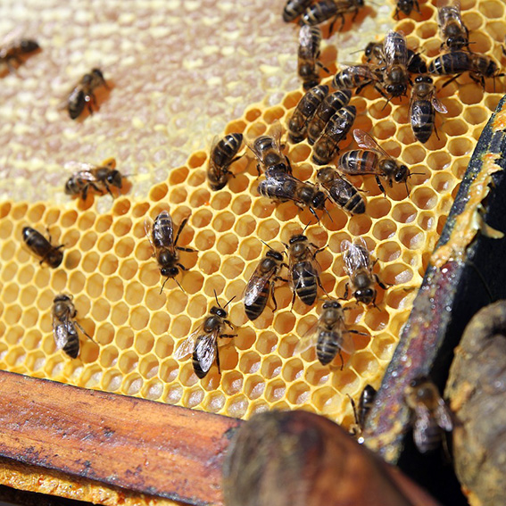 Abeilles faisant du miel dans une ruche